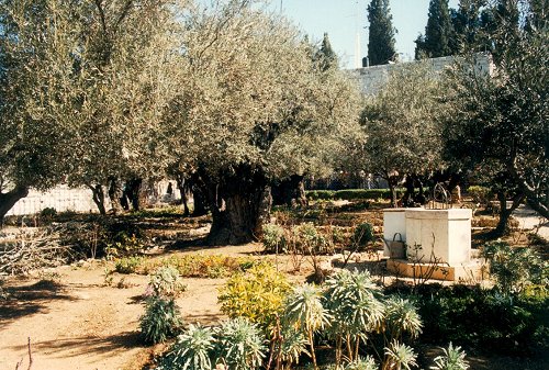 Trio piante - Vivaio di olivi in provincia di La Spezia