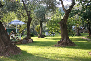 Trio piante - Vivaio di olivi in provincia di La Spezia